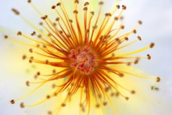 fond_ecran_fleurs_gr - Copie (2)