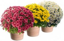 Chrysanthèmes 3