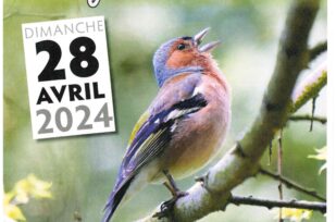 Les oiseaux forestiers – Dimanche 28 Avril 2024 à Elincourt-Ste-Marguerite